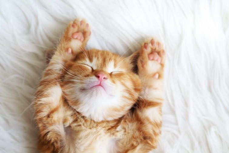 Imagen de gatos