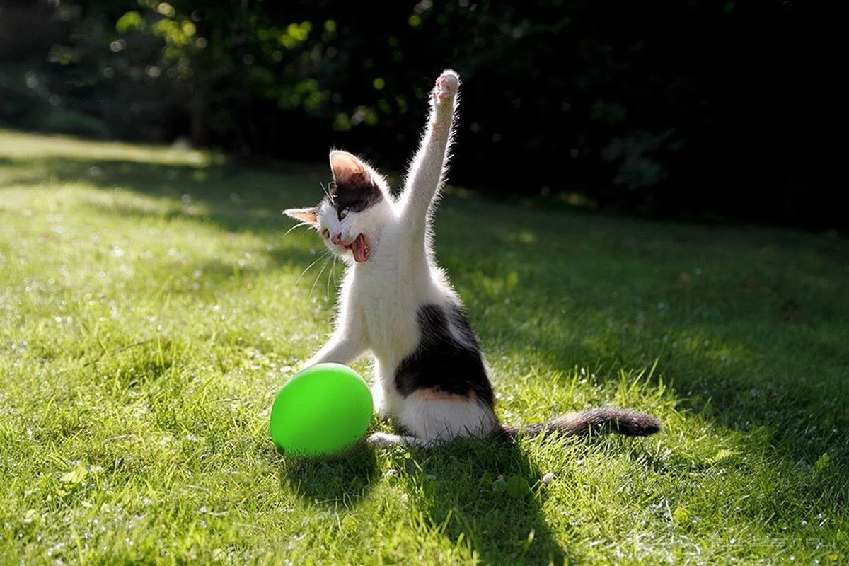 Imagen de gatos