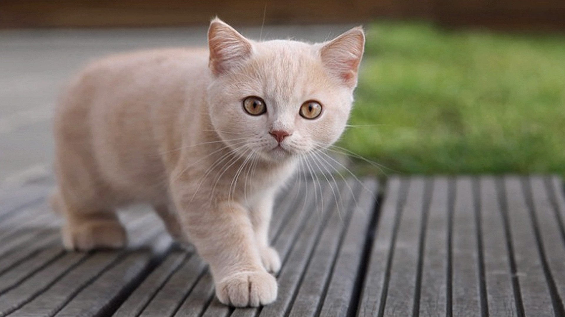 Imagen de gatos