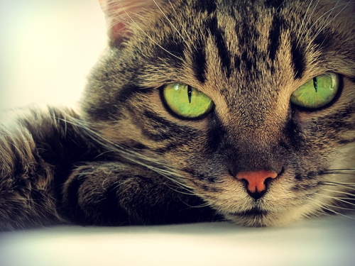 Imagen de gatos
