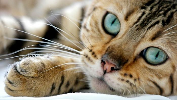 Imagen de gatos