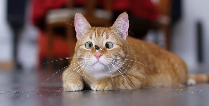 Imagen del gato gracioso